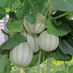 Melon France Mini Hybrid Seeds