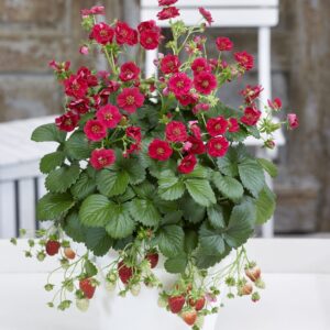 Strawberry Summer Breeze Rose F1 Hybrid Seeds