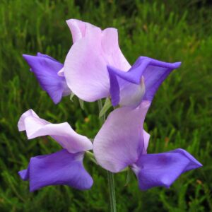 Sweet Pea Erewhon Seeds
