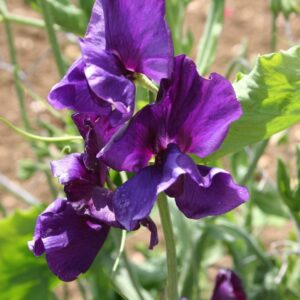 Sweet Pea Pluto Seeds