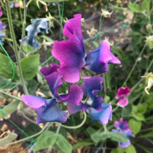 Unwins Flower Sweet Pea Blue Shift - 21 Seeds