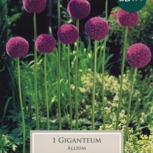 Taylors - Allium Gigantium - Single Bulbs