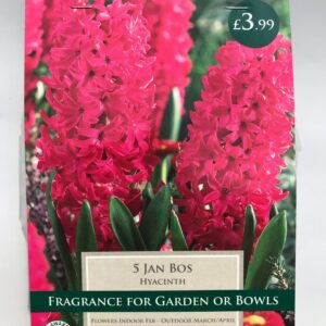 Taylors - Hyacinth Jan Bos - Carmine Red - 5 Bulbs