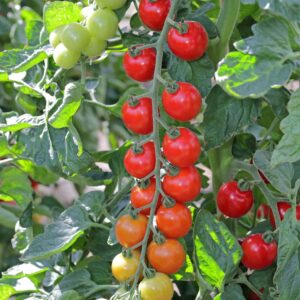 Tomato Toddler F1 Hybrid Seeds