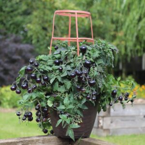 Tomato Akoya F1 Hybrid Seeds