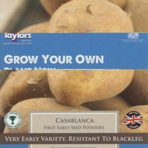 Taylors - LARGE PK SIZE Seed Potatoes- Casablanca - 2kg Tubers - First Early