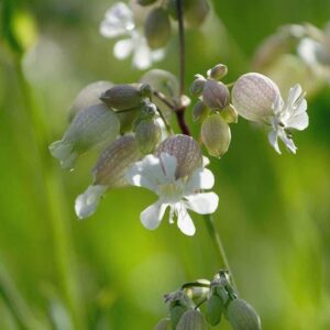 Wild Flower Bladder Campion Silene vulgaris Seeds