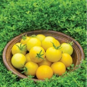 Tomato Honey Delight F1 Hybrid Seeds