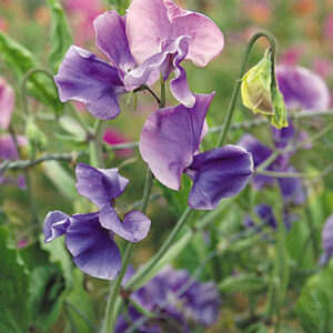 Sweet Pea Spencer Alan Williams Seeds