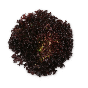 Lettuce Salanova Audex RZ (79-IN3978) Untreated Seeds