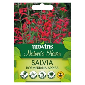 Unwins Flower Salvia roemeriana Arriba - 20 Seeds