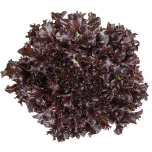 Lettuce Salanova Knox Crisp Frisee Barbex RZ Seeds