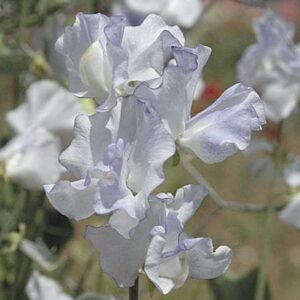 Sweet Pea Betty Maiden Seeds