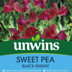 Unwins Flower Sweet Pea Black Knight - 21 Seeds