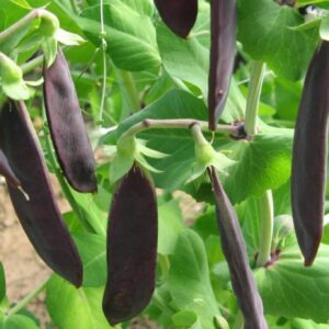 Pea Purple Mangetout Snow Pea Shiraz Seed