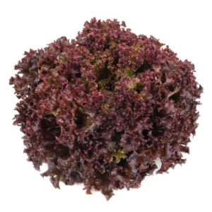 Lettuce Red Leaf Carnelian RZ Seeds