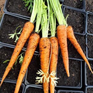Carrot Early Nantes Seeds