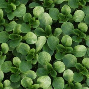 Organic Corn Salad Vit Seeds