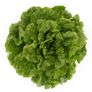 Lettuce Green Batavia Conversion RZ Seeds