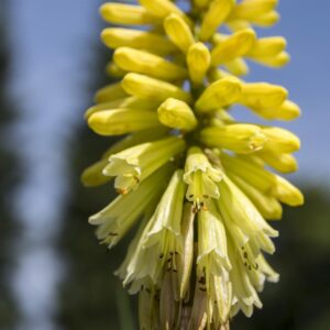 Kniphofia citrina Seeds