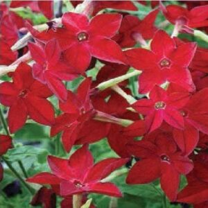 Nicotiana Cuba F1 Hybrid Bright Red Seeds- Reduced due to short date