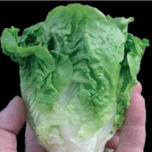 Lettuce Little Gem Seeds
