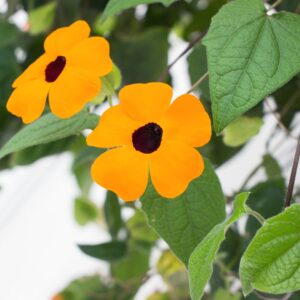 Kings Seeds Thunbergia Alata Mixed Black Eyed Suzie 30 Seed