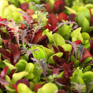 Salad Mesclun Lettuce Baby Leaf Mix Seeds