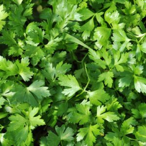 Parsley Plain Leaved Seeds