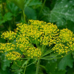 Organic Herb Dill Mammoth Seeds