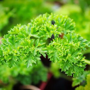 Organic Parsley Moss Curled Seeds