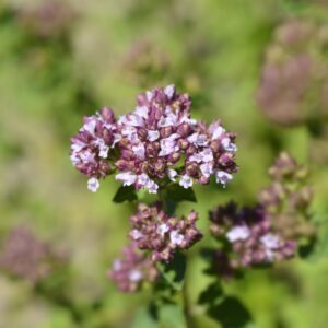 Suffolk Herbs Pot Marjoram 400 Seeds