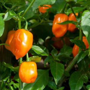 Kings Seeds Chilli Pepper Habanero Orange 50 Seeds