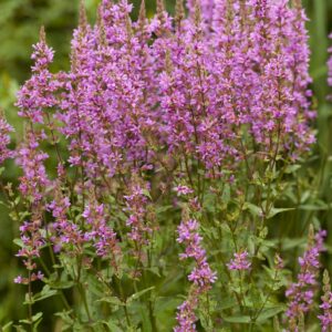 Suffolk Herbs Purple Loosestrife 1500 Seeds