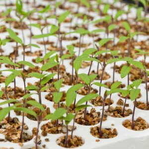 Tomato Rootstock Estamino Seeds