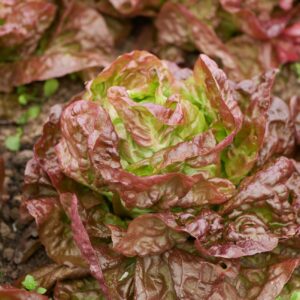Organic Lettuce Roxy Seeds
