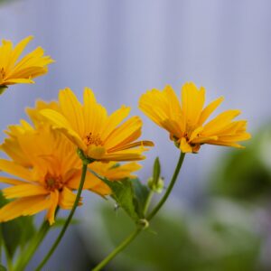 Heliopsis Summer Sun Seeds