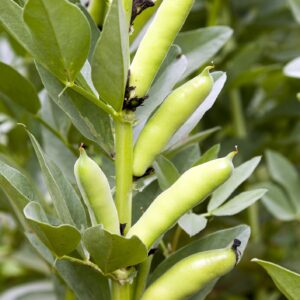 Robinsons Broad Bean Grando Violetto 25 Seeds