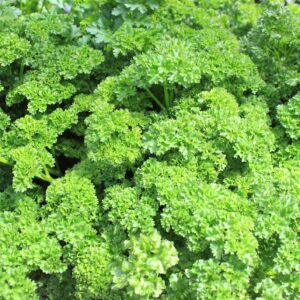 Suffolk Herbs Organic Parsley Grune Perle 200 Seeds - Reduced Short Sow By Date Sept 2024