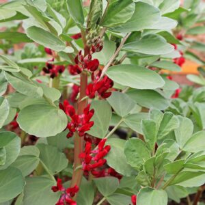 Robinsons Broad Bean Red Flower 25 Seeds