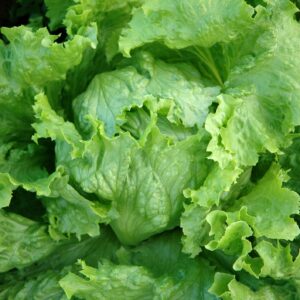 Lettuce Webbs Wonderful Seeds