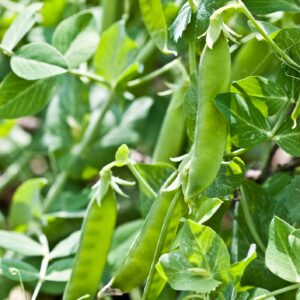 Kings Seeds Pea Carouby de Maussane 250 Seeds