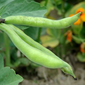 Broad Bean Masterpiece Green Longpod Seeds