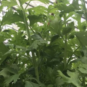 Parsley Italian Giant Seeds