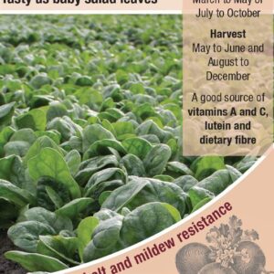 Kings Seeds  Spinach Monterey F1 Seeds