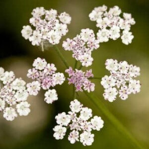 Wild Flower Upright Hedge Parsley torilis Japonica Seeds