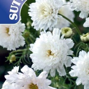 Sutton Seeds - Cosmea Seeds - White Knight
