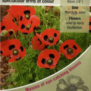 Kings Seeds Poppy Ladybird 500 Seed