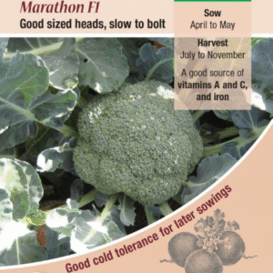 Kings Seeds Calabrese Marathon F1 - 100 Seeds