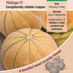 Kings Seeds Melon Malaga F1 - 20 Seeds